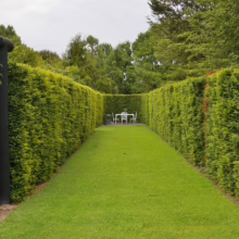 Podocarpus totara (Totara) nicely trimmed hedge.