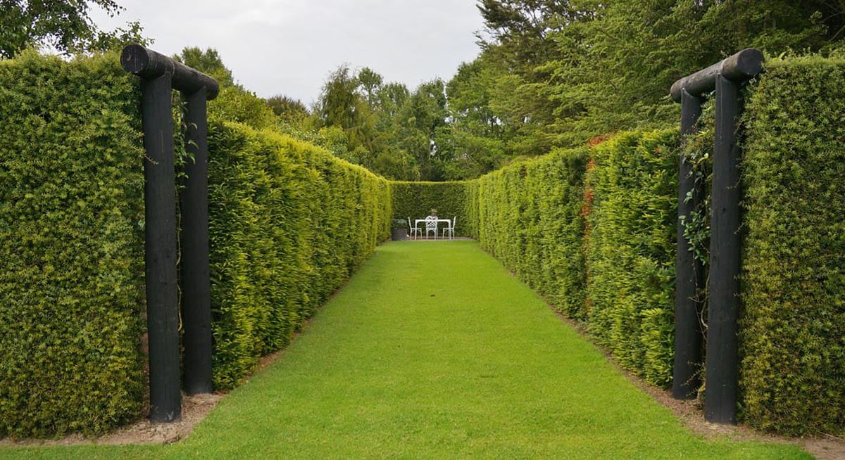 Podocarpus totara (Totara) nicely trimmed hedge.