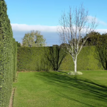 Podocarpus totara (Totara) hedge with birch.