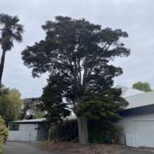 Podocarpus totara (Totara) large tree.