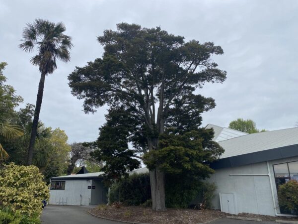 <i>Podocarpus totara</i> - Image 7