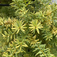 Podocarpus totara 'Aurea' (Golden Totara) foliage.