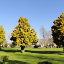 Podocarpus totara 'Aurea' (Golden Totara) in park.