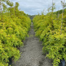 35L Podocarpus totara 'Aurea' (Golden Totara) at Leafland Nursery