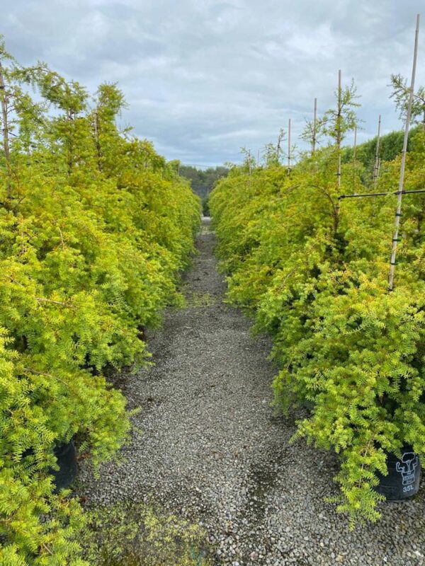 35L Podocarpus totara 'Aurea' (Golden Totara) at Leafland Nursery