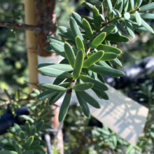 Podocarpus totara 'Matapouri Blue' (Blue Totara) foliage.
