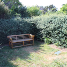 Podocarpus totara 'Matapouri Blue' (Blue Totara) untrimmed hedge.