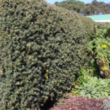 Podocarpus totara 'Matapouri Blue' (Blue Totara) dense hedge.