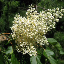 Closeup of a flowering Ozark Witch Hazel branch with creamy white, fragrant blooms against a backdrop of lush green foliage. The tree's leaves are a vibrant green with prominent veins.