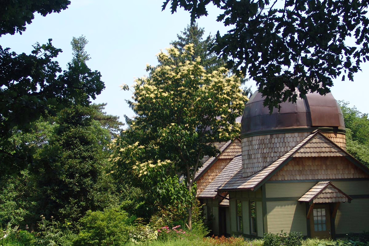Poliothyrsis sinensis tree in full bloom with a unique building featuring a dome-shaped roof in the background.