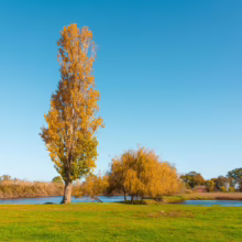 Autumn landscape with a tall, slender tree displaying golden leaves next to a weeping willow, reflected in a tranquil pond under a clear blue sky. Green grass in the foreground.
