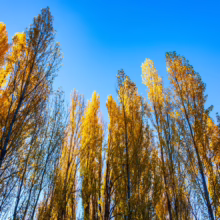 Tall, golden autumn poplar trees reach towards a clear blue sky. Fall foliage colors the landscape in vibrant yellow hues, creating a serene, autumnal scene.