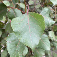 Close-up of a vibrant green aspen leaf, showcasing its delicate, toothed edges and prominent red veins. The leaf is set against a soft-focus background of similar leaves, highlighting the tree's foliage.