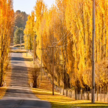 Autumn road lined with golden poplar trees in full fall foliage. A winding asphalt road leads into the distance, framed by tall, vibrant yellow trees and a rustic wooden fence, capturing the essence of fall colors.