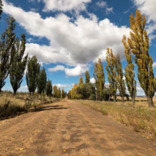 A dirt road stretches into the distance, lined with tall, slender trees displaying autumn foliage under a bright blue sky dotted with fluffy white clouds. The landscape evokes a sense of rural beauty and tranquility.