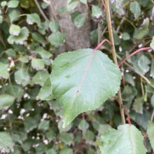 Close-up of a quaking aspen leaf, showcasing its round shape and finely toothed edges, with red veins and stem. The tree's bark and other leaves are visible in the blurred background.