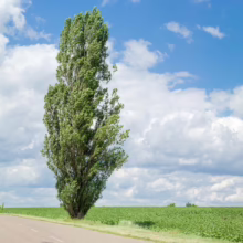 A towering Lombardy poplar tree stands tall against a blue sky with puffy white clouds, beside a road and a field of green crops.