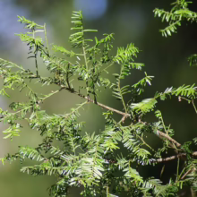 Close-up of bright green Florida Torreya foliage on a branch, showcasing its needle-like leaves against a soft, blurred background.