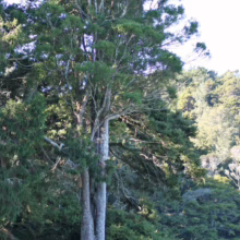 Prumnopitys taxifolia (Mataī) old tree.