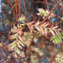 Prumnopitys taxifolia (Mataī) foliage.