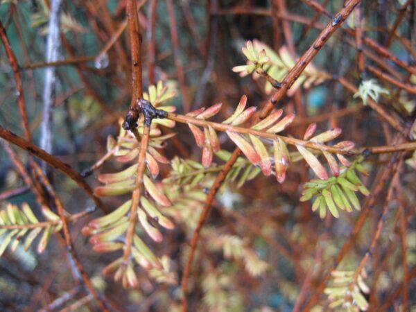 <i>Prumnopitys taxifolia</i> - Image 4