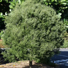 Prumnopitys taxifolia (Mataī) small tree.