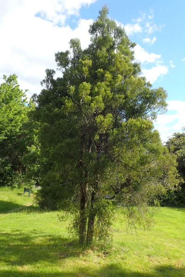 <i>Prumnopitys taxifolia</i>