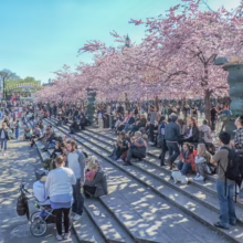 Prunus 'Accolade' (Flowering Cherry) in city