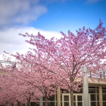 Prunus 'Accolade' (Flowering Cherry)