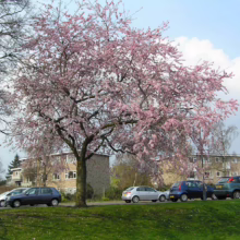 Prunus 'Accolade' (Flowering Cherry) in street