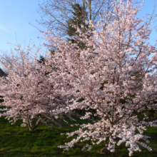 Prunus 'Accolade' (Flowering Cherry) flowering