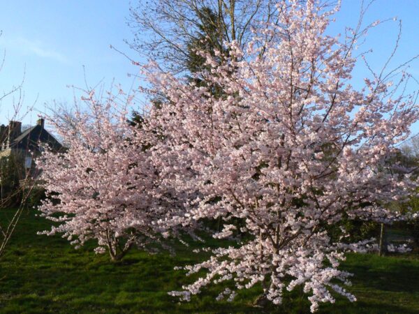 <i>Prunus</i> 'Accolade' - Image 13