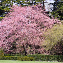 Prunus 'Accolade' (Flowering Cherry) flowering in garden