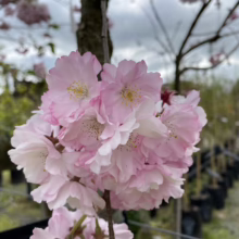 Prunus 'Accolade' (Flowering Cherry) flower at Leafland