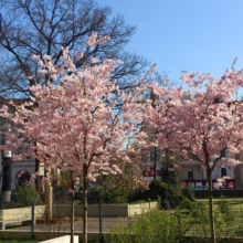Prunus 'Accolade' (Flowering Cherry) newly planted and flowering