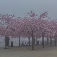 Prunus 'Accolade' (Flowering Cherry) flowering avenue