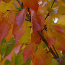 Prunus 'Accolade' (Flowering Cherry) autumn foliage