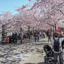 Prunus 'Accolade' (Flowering Cherry) flowering in street