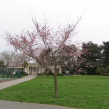Prunus 'Accolade' (Flowering Cherry)