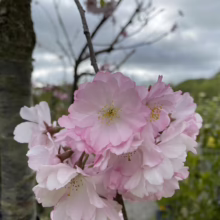 Prunus 'Accolade' (Flowering Cherry) flowera