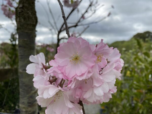 <i>Prunus</i> 'Accolade' - Image 5