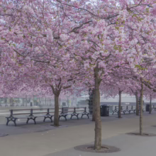 Prunus 'Accolade' (Flowering Cherry) avenue