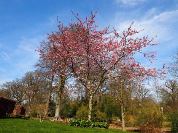 <i>Prunus</i> 'Accolade'