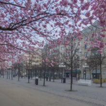 Prunus 'Accolade' (Flowering Cherry) flowers in street