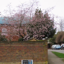 Prunus 'Accolade' (Flowering Cherry) in home garden