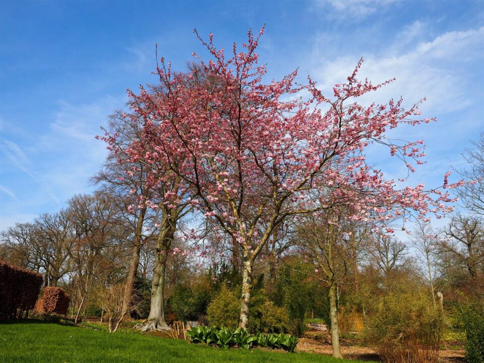 Prunus 'Accolade' (Flowering Cherry)