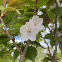 Delicate white cherry blossoms bloom on a branch, their petals catching the sunlight, with vibrant green leaves and a glimpse of blue sky in the background.