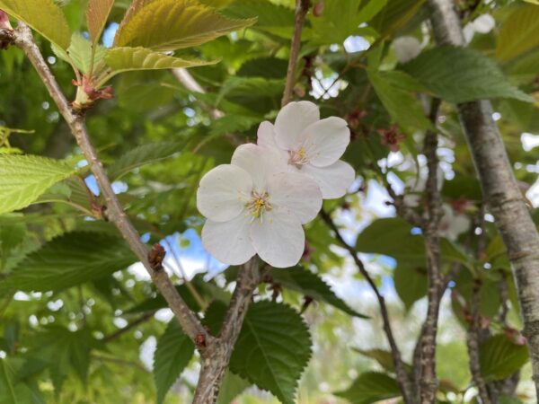 <i>Prunus avium</i> 'Compact Stella' - Image 2