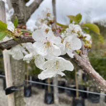 Close-up of delicate white cherry blossoms blooming on a tree branch, showcasing the beauty of spring in an orchard setting. Young green leaves complement the flowers against a cloudy sky.