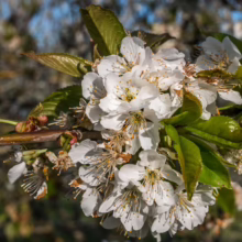 Close-up of cherry blossoms in full bloom, showcasing delicate white petals and yellow centers against a backdrop of green leaves and blurred branches. A beautiful display of spring's arrival.